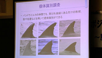 シンポジウム奄美のイルカ・クジラ2012