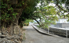 池地川のデイゴの樹