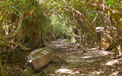 集落-海側木のトンネル