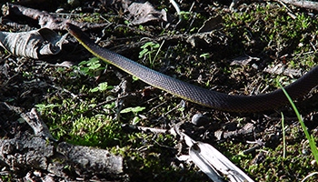 アマミタカチホヘビ