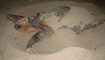 アカウミガメ