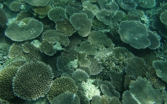 実久サンゴ礁