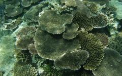 実久サンゴ礁