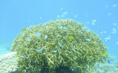 油井小島サンゴ礁